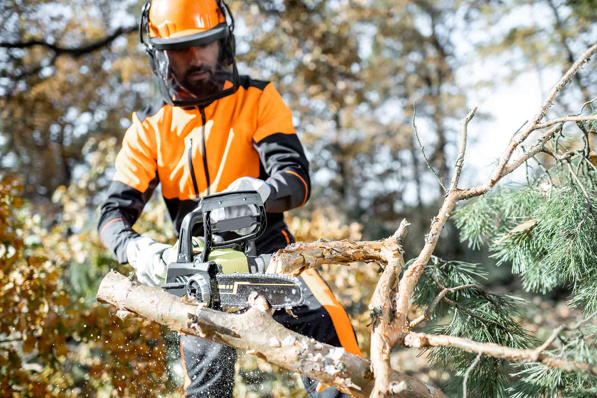 JPS tree surgery work in progress