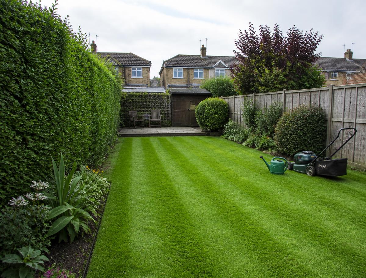 Neatly mown domestic lawn with trimmed hedge and planted borders